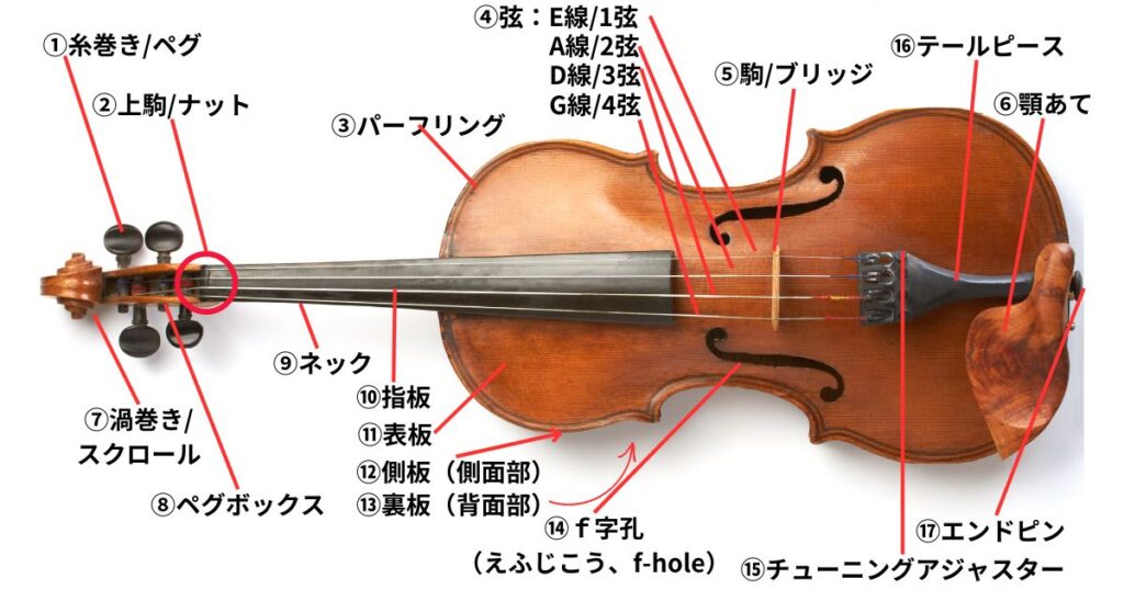 バイオリン本体の構造と名称